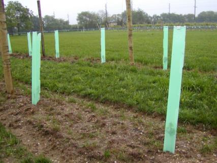 Grow Tubes Benefits Physical protection Herbicide Limitations