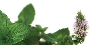 and tension headaches. It is a proven antibacterial and anti-fungal. Spearmint also has a relaxing effect on muscles and nerves, and is a mild diuretic.