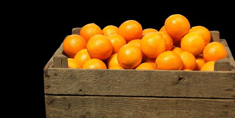 Highlights: Economic Aspects In one year, the Brazilian citrus chain: Maintains around 230,000 direct and indirect jobs Pays around US$ 378.