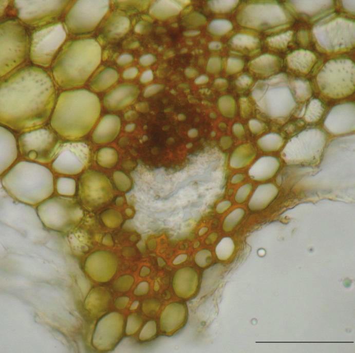 AKALIN URUŞAK and KIZILARSLAN / Turk J Bot 3.1.1 Pericarp Exocarp: Cuticula is usually thin and smooth, exocarp consists of single line, thick-walled and isodiametric cells.
