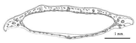 A B C D E F G H Figure 5. The schematic drawings of Ferulago species mericarps (Group 2). A- Ferulago blancheana, B- F. longistylis, C- F. cassia, D- F. glareosa, E- F. aucheri, F- F.