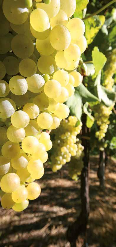protect consumers. Applying the Green Mark Management Protocol for all growers bringing their grapes to the company has become paramount for Bortolomiol production.
