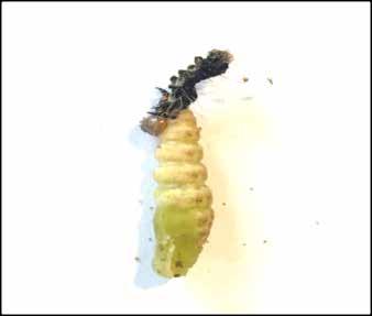 Biologiese beheer opsies insluitend twee isolate van insek-parasitiese nematodes of in kort EPNs, is getoets vir die vatbaarheid van papies en verskillende groottes van die larwes van die Trimen s