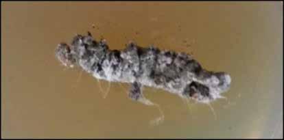 in n papie en verskillende larwale stadiums word gelyktydig in blokke gevind op sekere tye van die seisoen. Fig. 12. Swart larwe infekteer met insek-parasitiese nematodes (A.P.
