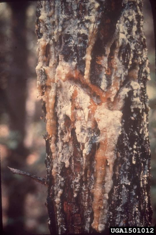 Annual cankers Opportunistic fungus that rapidly infects a tree through wounds before the host has a chance to respond Not particularly specialized; few