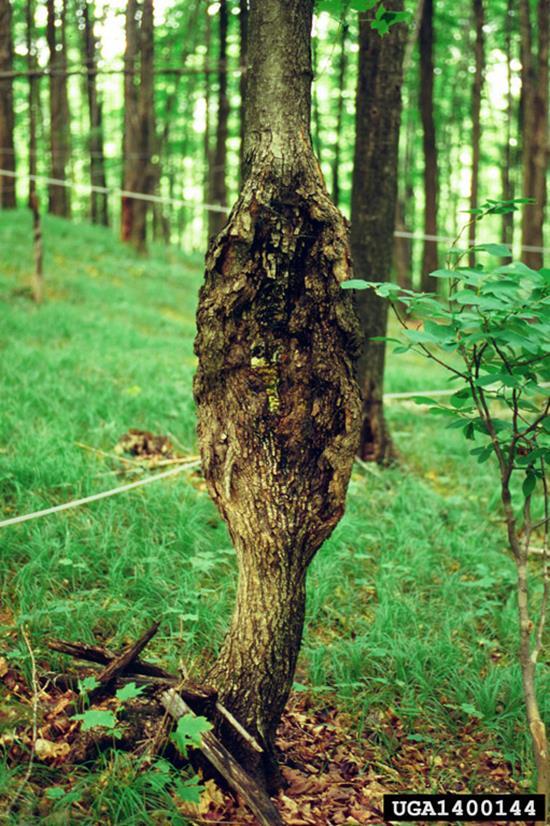 Canker diseases of trees and other plants Results from the death of definite and