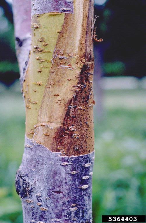 Pathways to infection Usually need wounding to enter host Insect wounds Some insects create wounds and fungi use the wounds to enter Other insects are vectors and create wounds to inoculate the trees