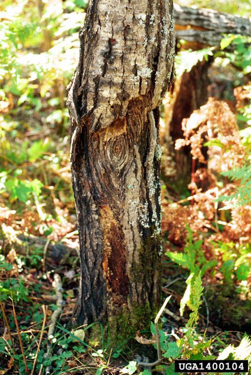 Damage by canker diseases A single canker can be enough to kill a tree (if it is on the main stem) Bole deformation Reduced lumber recovery in the sawmill Stain and resin