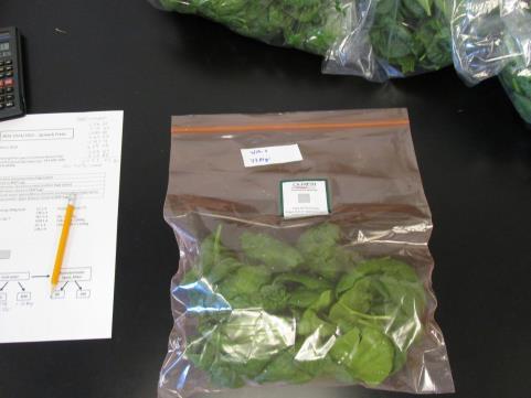 Extending Shelf-life using Passive Modified Atmosphere 1 st Objective Utilize MAP at non optimum temperature for three different crops spinach, broccoli, asparagus to extend shelf life
