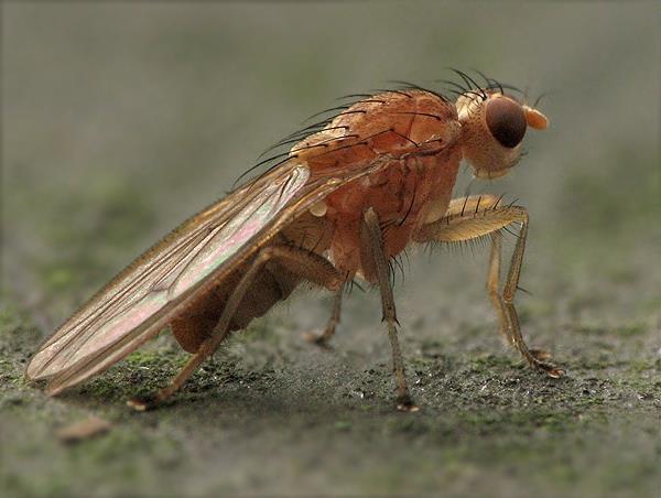 Mites Candidatus phytoplsma Insects: Ommatoilus sabulosus Megaselia sp Lycoriella sp Suillia pallida Helomyza tubervora