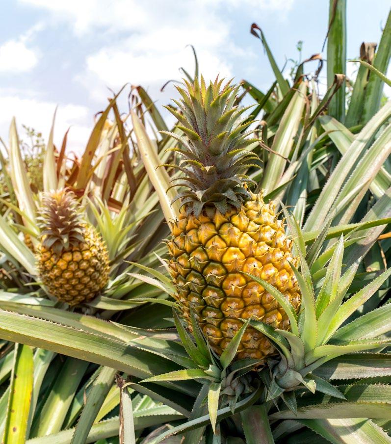 Pineapple Pineapple is a yellow and greenish-brown or brown fruit.