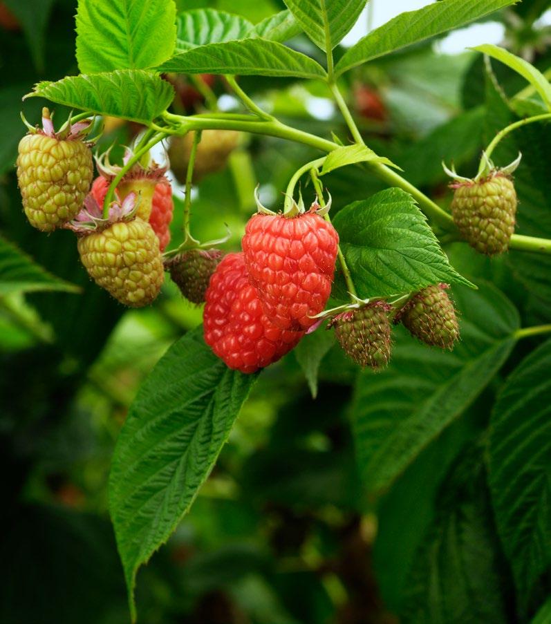 Raspberry Raspberries are a bunch of little red balls in the form of a hollow sphere.