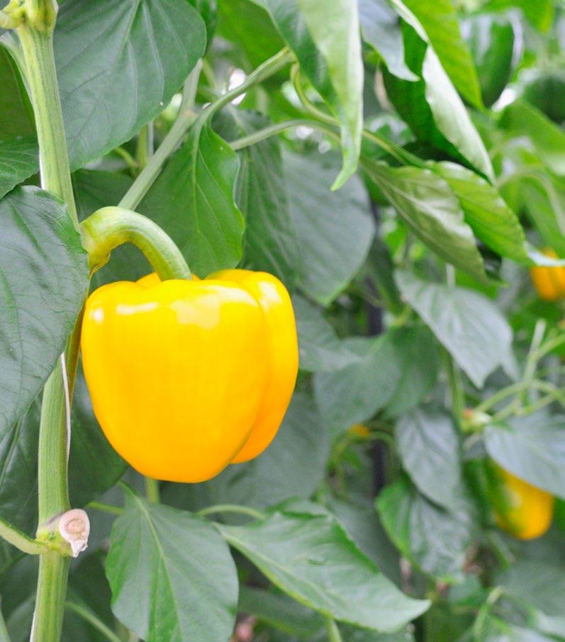 Bell Pepper The skin of a pepper is translucent and is either red, green, orange or yellow,