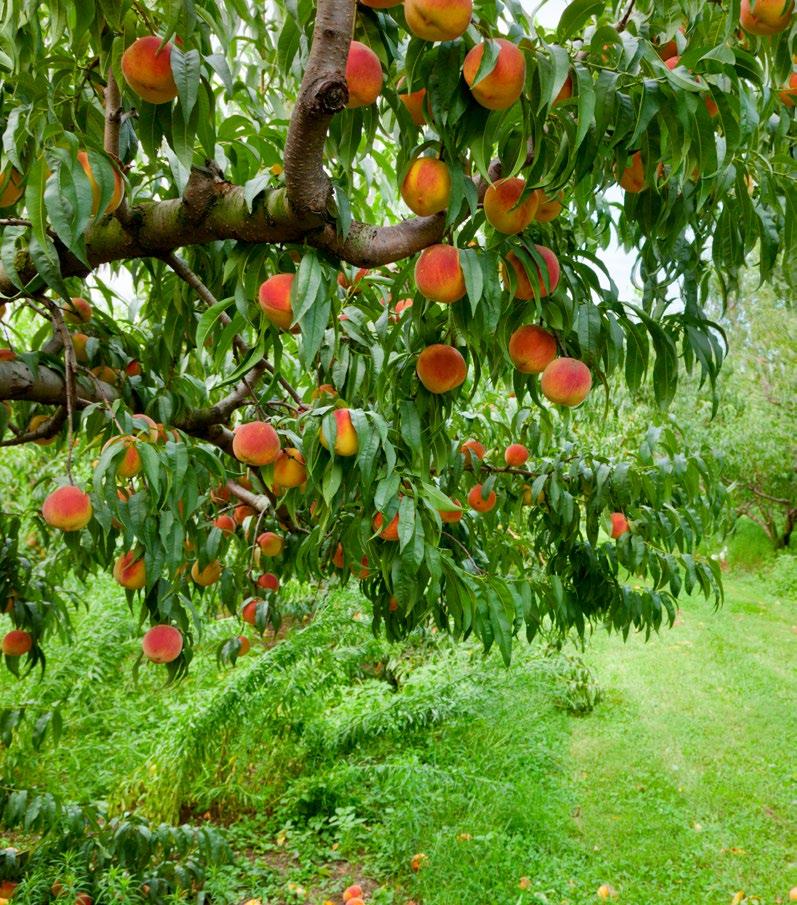Peach Peaches are fruits with a yellowish orange skin.