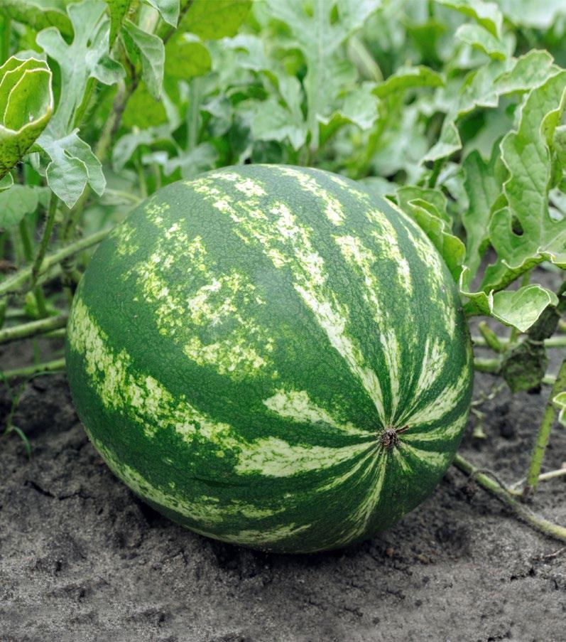 Watermelon Watermelons have smooth, brightly coloured skin, which is dark green with