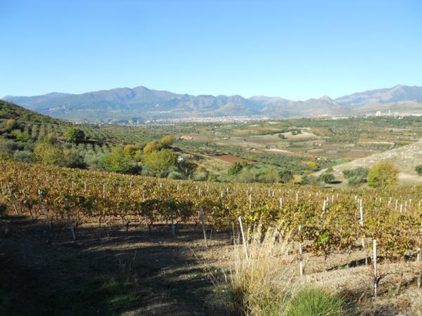 The vineyard is about 1 hectare, and is right on the border of the