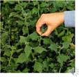 Spinach (family: Chenopodiaceae) Grow in spring or fall In a cold frame February Broadcast seed over flat Direct sow very early spring Till/work soil in fall Sow over frozen ground in March Sow as
