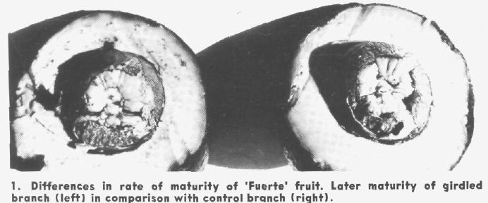 The greater amount of fruit and the lower individual fruit weight on the girdled branch caused a delay in fruit maturation (Figure 1). The delay in maturity was also reflected by the oil content.