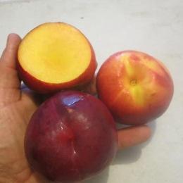 season. FTN 0116 FTN 063 A yellow nectarine with a dark red skin. A rounded shape with an average size of 68mm.