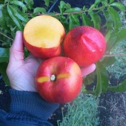 A commercial flower density and Overall Score: 7.5/10 FTP 0812 A yellow peach with an orange skin.