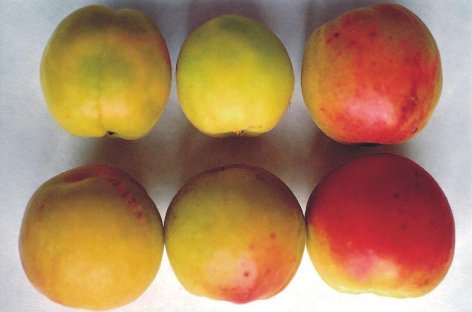 Apricot cultivars Harlayne and Betinka... 57 Phot. 3.