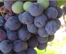 UC Monitoring Grape Olive Trapped Males Feb 22-May 31 Jun 10-Aug 6 Aug 12-Sep 30 7,277 (3) 224 (3) 13
