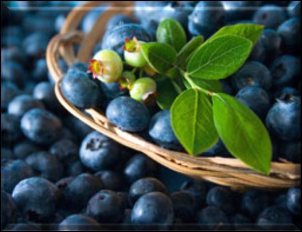 Blueberry A wonderful fresh blueberry fragrance oil. Single note of blueberries.