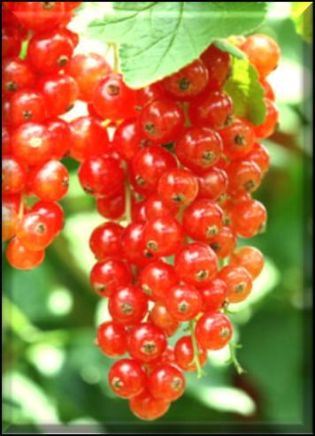 Red Currant This crisp and tart fragrance begins with top notes of black and red currants,