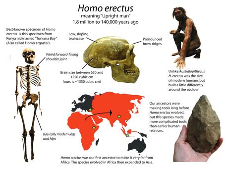 Homo Erectus This reconstructed Homo erectus skull shows some physical differences between