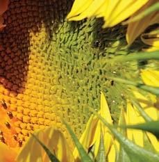 DEHULL The conoil seed type is the most versatile of the sunflower seed types and offers opportunities across multiple markets including kernel, oil, confection and bird food.