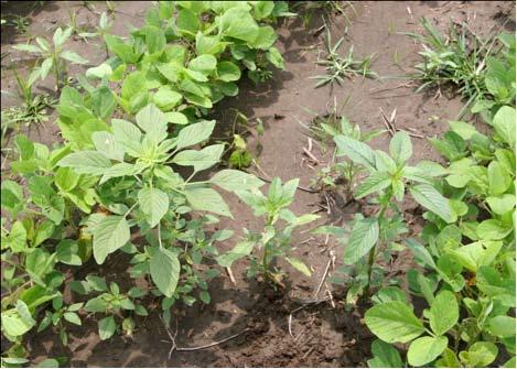 In Missouri, the most common pigweed species encountered in corn and soybean production is common or tall waterhemp (we just generally refer to these plants as waterhemp because of the vast degree of