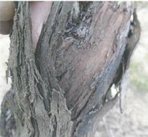 Trunk renewal Help to bud burst the eyes of the base of the trunk : If buds are present at the base of the trunks, it is possible to help them to budburst by eliminating the excess thickness of dead