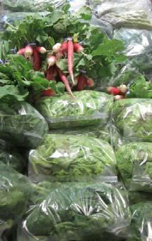 May 1, 2012 First Pack Our first pack has spinach, kale, chard, lettuces, radishes, asparagus (1 pound for