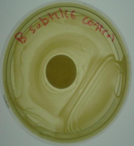 The antibacterial activity of the extracts against: Escherichia coli (BL21 [DE3]), Staphylococcus