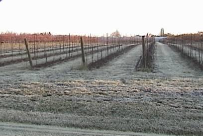 2006 spring frosts WM ran 4 nights in late April/early May at our Virgil research vineyard Total of 29 hours Next 2 slides show how air