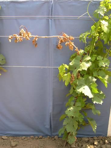 Assessing Vine Cold Hardiness Predicting at which cold temperatures grape buds, xylem or phloem will die would be a great tool for growers to know when, or