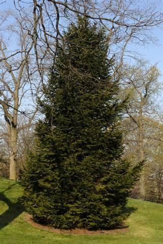 All Evergreens are sold in packets of 10 trees. Evergreens are 2-year-old transplants ranging from 8-18 inches in height. Transplants are grown for 2 years in a bed, and then dug up.