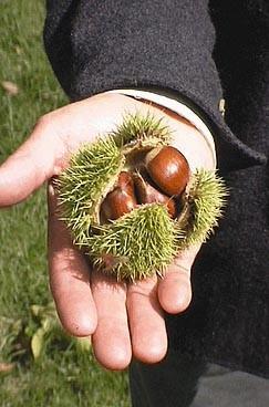 bark, and the fringed, large acorns.