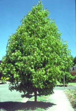 Shrubs/ Smaller Trees & Garden Sweet Gum (5 per pack) This prized shade tree is known for its