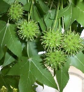 It is easily identified by its star shaped leaf and spiky gumball fruits.