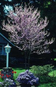 The low maintenance tree produces white flowers in the spring and a purple pome in June and July.