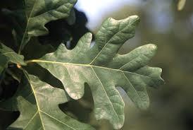 Swamp White Oak This oak is usually found in the bottomlands of the forest or near