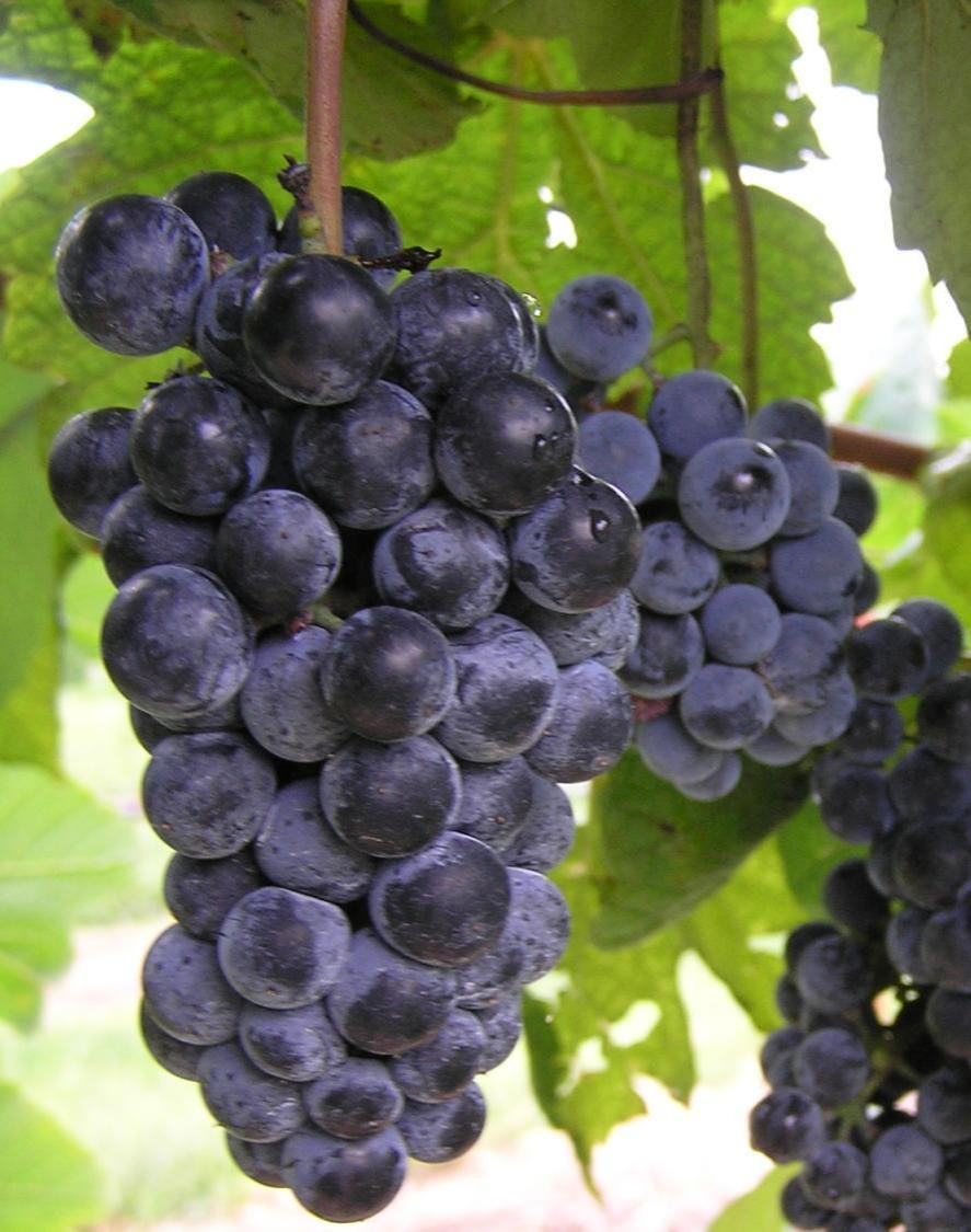 Vitis aestivalis-derived Norton State Grape of Missouri Norton has been grown in Missouri for over 160