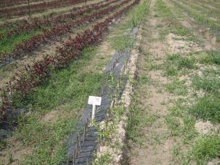 SPECIFIC UNDERTAKING SAPO Trust will: 1. Take responsibility for the phytosanitary and genetic upgrading (improvement) and quality of deciduous fruit and grape vine material.