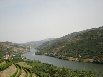 The demarcated area for growing grapes for Port is along the steep slopes of the Douro River and is approximately 535,000 acres (250,000 hectares) with little more than 10% under vine.