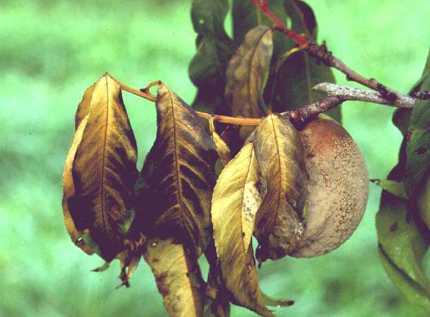 Figure 3. Leaves dying on a nectarine shoot that has been girdled by the brown rot fungus and symptomatic fruit. (Photo by K.S. Yoder) Figure 5.
