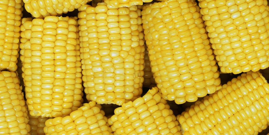 Corn Corn - Kernel T455326 10kg 2x5kg 48