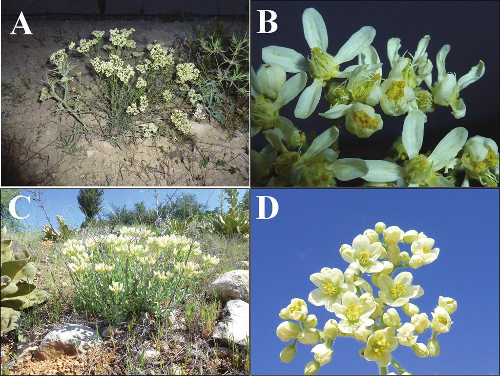 124 Deniz Ulukuş & Osman Tugay / PhytoKeys 111: 119 131 (2018) Figure 3. General view of habit and flowers: A, B H. ermenekense C, D H. myrtifolium. Aegilops cylindrica Host, Aethionema stylosum DC.