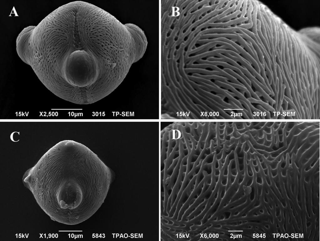 Haplophyllum ermenekense (Rutaceae), a new species... 127 Figure 6. SEM micrographs of the pollen grains. A, B equatorial view and exine sculpturing of H. ermenekense (O.Tugay 9641 & D.