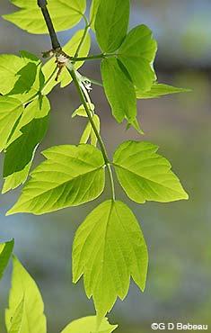Box Elder Acer negundo Leaves are opposite. Leaves are compound. Each leaf has 3-5 leaflets with teeth. Leaves can be easy to confuse with poison ivy.